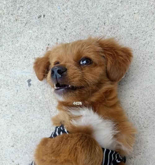 宠物田园小型犬的名字有哪些？