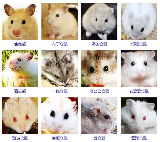 小型宠物