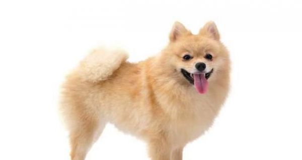 中国常见小型犬的品种有哪些？如何挑选适合自己的小型犬？