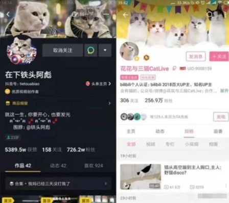 靠宠物赚钱的冷门生意