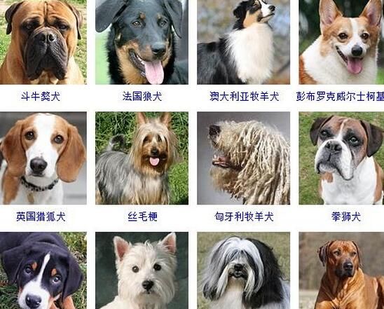 宠物名字大全推荐