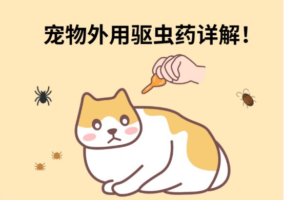 宠物外用驱虫药详解