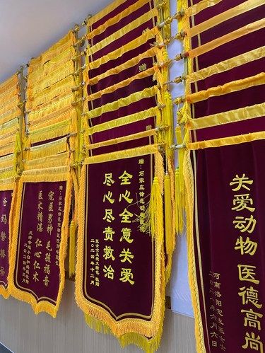 石家庄挂满锦旗的24小时宠物医院！！