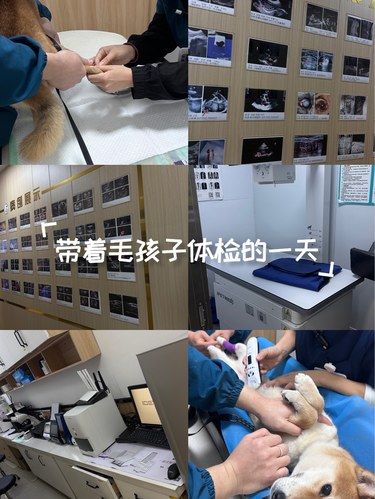 带着毛孩子体检的一天