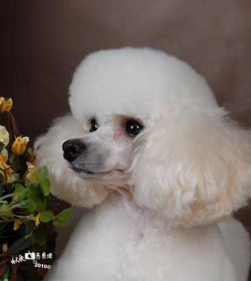 贵宾犬在十大最贵犬种中排名如何？它们为何价值不菲？
