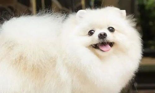 一、宠物犬品种的受欢迎程度