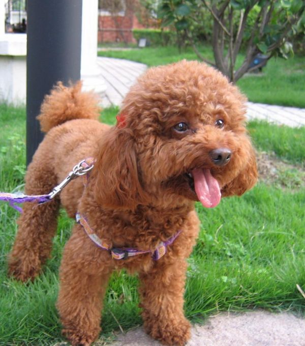小型犬排名