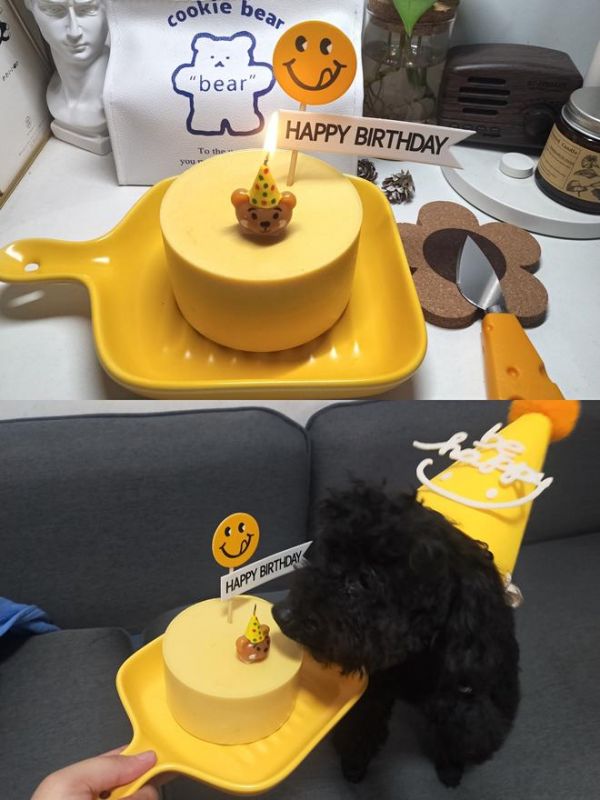 宠物自制慕斯生日蛋糕的做法