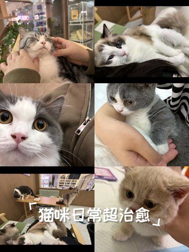 放松喵～心情也融化