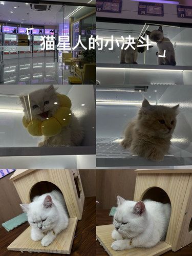 第一次体验撸猫