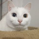 三颗糖