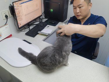 医院里的猫咪日常