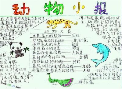爱护动物手抄报大全