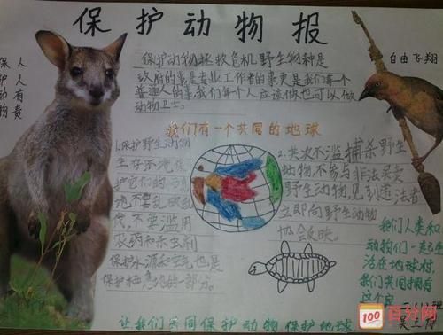 保护动物的手抄报图片