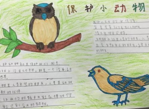 漂亮字少的动物力狞子狼手抄报 字少的安全手抄报