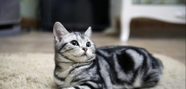 探秘美短小猫的深色之美（从养护、饲养到性格特点）