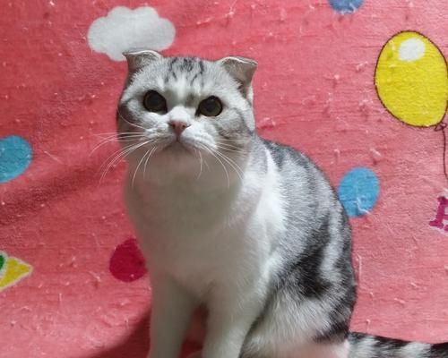 探秘美短小猫的深色之美（从养护、饲养到性格特点）