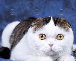 探秘美短折耳猫的独特魅力（从外貌到性格）