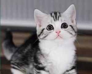 探秘美短折耳猫的独特魅力（从外貌到性格）