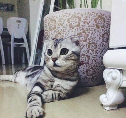 探秘美短折耳猫的独特魅力（从外貌到性格）