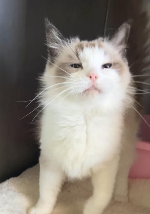 美短加白与布偶猫的跨品种交配（探讨宠物之间的亲密关系）