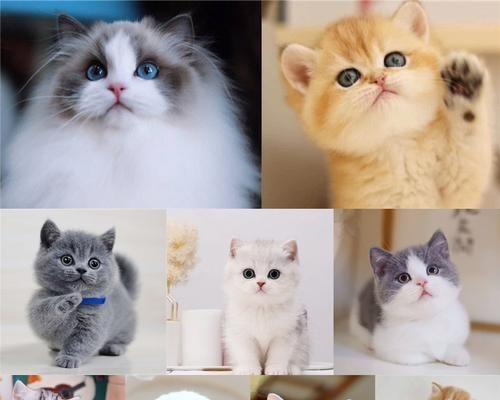 美短加白与布偶猫的跨品种交配（探讨宠物之间的亲密关系）