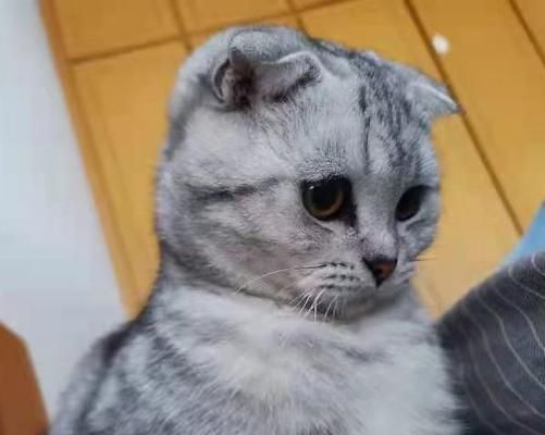 揭秘美短虎斑折耳猫的身世真相（美短虎斑折耳猫是串吗）