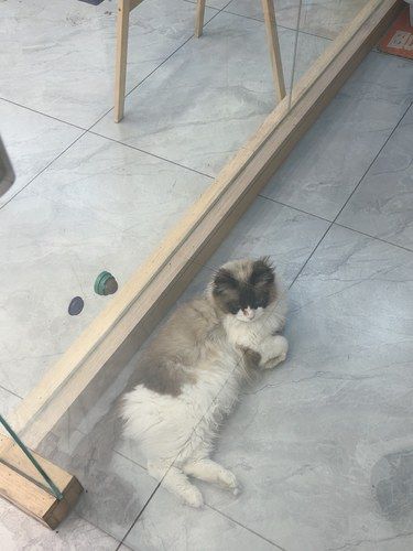 五星好评的宠物医院