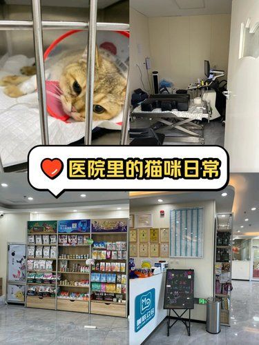 感谢医生妙手回春，救我猫命