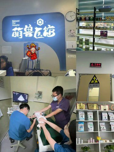 非常非常专业的兽医团队给我们的爱宠健康的保证