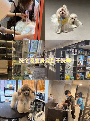 宠物店欢乐多