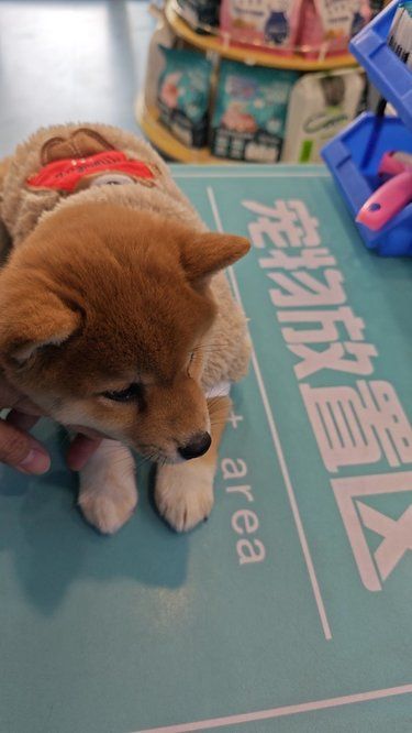 拜恩宠物医院爱宠的健康管家