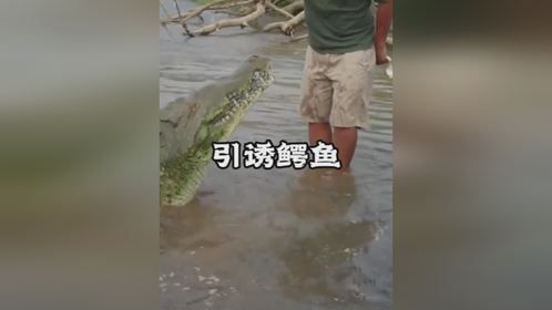 男子用鸡翅引诱鳄鱼，胆大的男子跟鳄鱼零距离接触