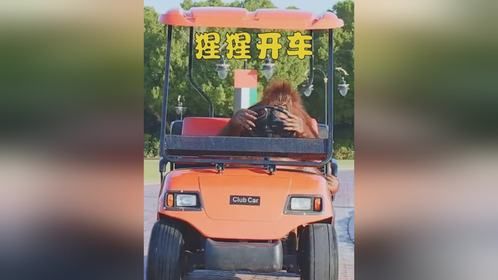 大猩猩竟然会开车
