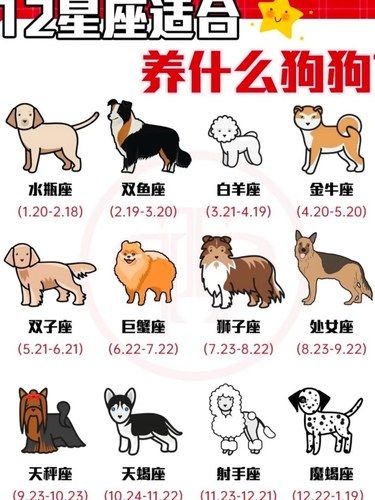 12星座的本命狗狗来找你命中的汪星人❗