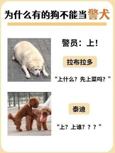 同样是狗为啥有的狗当不了警犬？ 