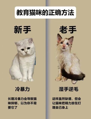 新手养猫和老手的差别都在这里