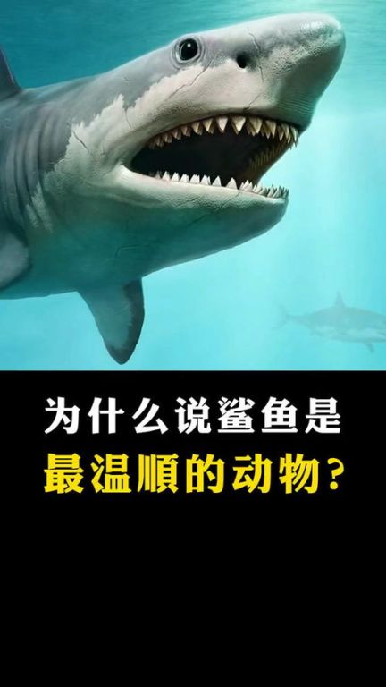 一、认识鲨鱼的世界