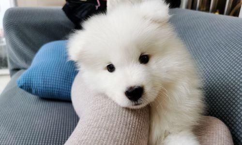 小狗晕车导致拉肚子，如何预防和处理（宠物主人必读）