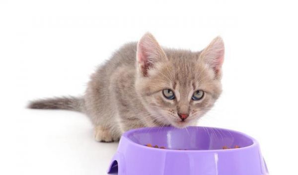 给小猫洗澡了拉肚子怎么办？猫咪洗澡后拉肚子的原因有哪些？
