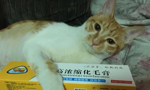 给小猫洗澡了拉肚子怎么办？猫咪洗澡后拉肚子的原因有哪些？