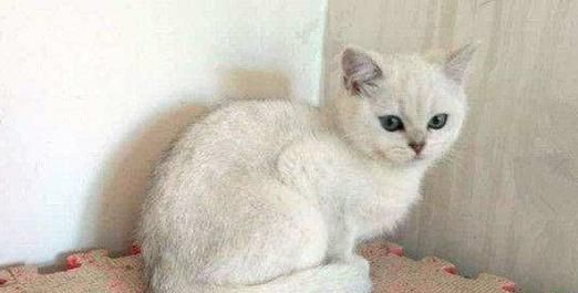 给小猫洗澡了拉肚子怎么办？猫咪洗澡后拉肚子的原因有哪些？