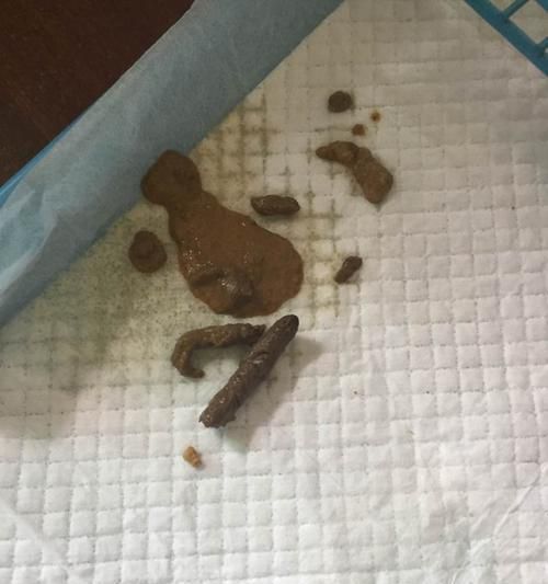 泰迪拉肚子的原因及解决方法（了解泰迪拉肚子的常见原因和有效解决方法，让宠物恢复健康）