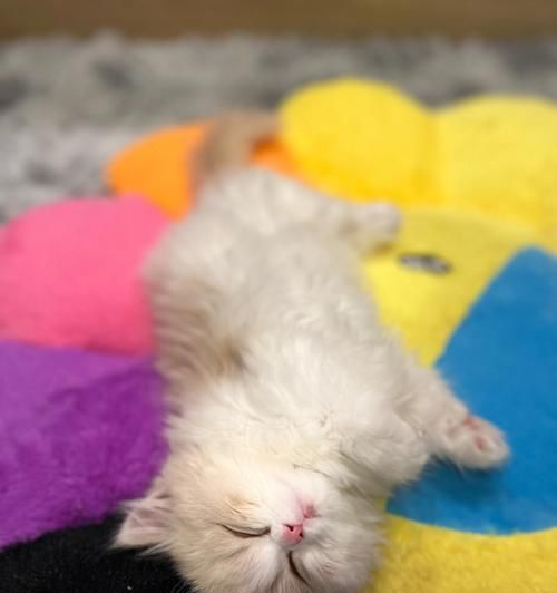 小猫拉肚子需要打针吗？如何处理宠物腹泻问题？
