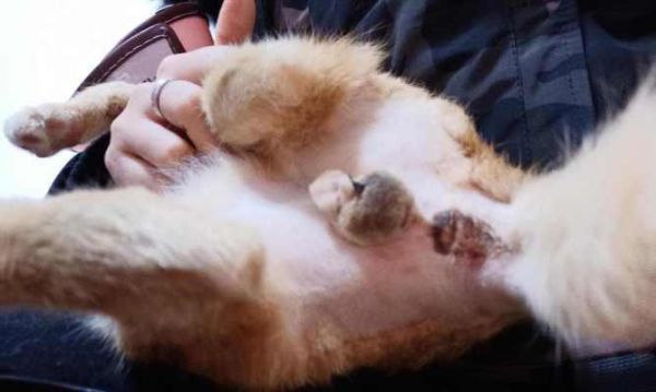 小猫拉肚子需要打针吗？如何处理宠物腹泻问题？