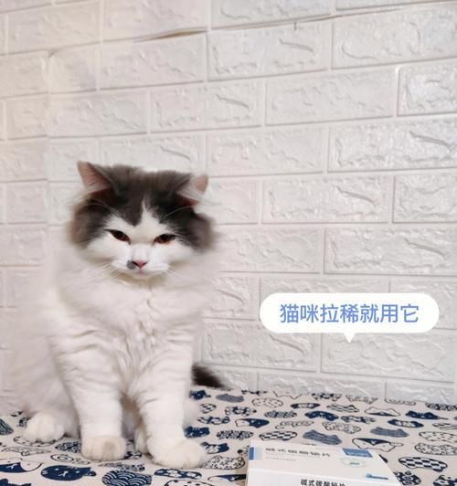 小猫拉肚子需要打针吗？如何处理宠物腹泻问题？