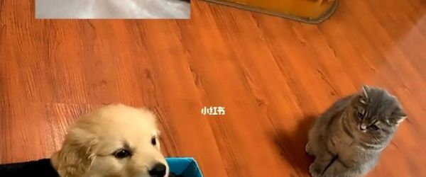 宠物小狗拉肚子不吃东西怎么办（解决小狗拉肚子的方法及注意事项）