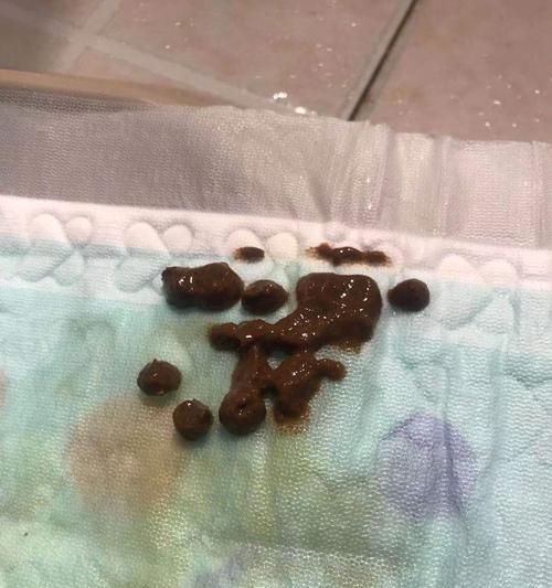 宠物小狗拉肚子不吃东西怎么办（解决小狗拉肚子的方法及注意事项）