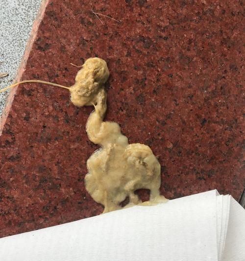 解决宠物小狗拉肚子臭稀的问题（15种有效方法）