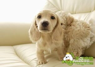 宠物拉肚子怎么办?快速治疗指南